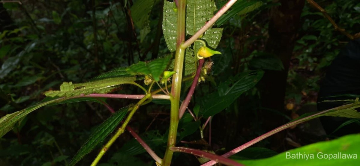 Impatiens taprobanica Hiern